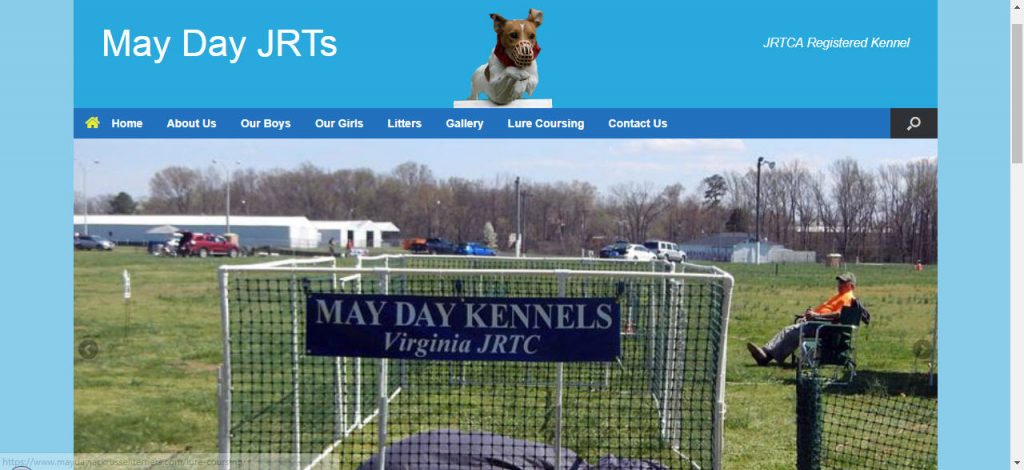 may Day Jack Russell terriers